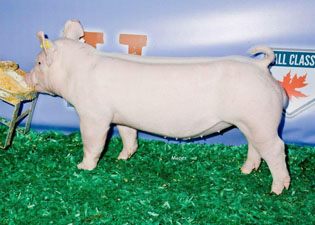 CHAMPION YORKSHIRE MALE WEANING – 2017 NSR Fall Classic