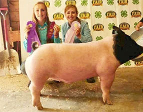 GRAND CHAMP CROSSBRED MARKET BARROW & RESERVE GRAND CHAMP OVERALL MARKET BARROW – 2017 Dakota County 4H Show