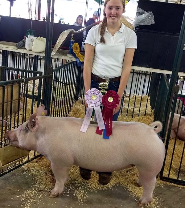 RESERVE CHAMPION HEAVY GILT – 2019 Fulton County Fair, OH