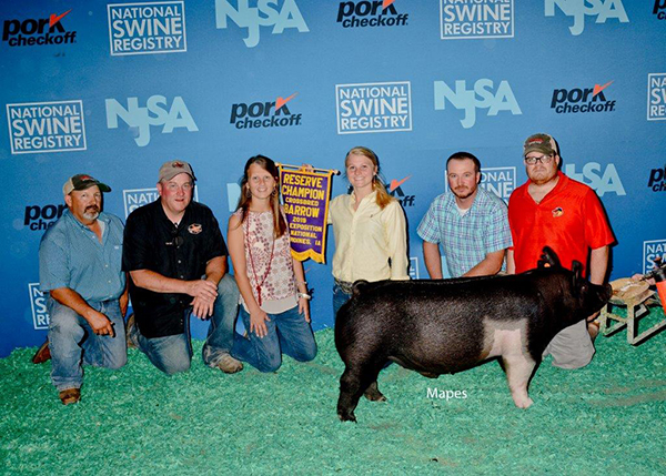 RESERVE CROSSBRED BARROW – 2019 The Exposition