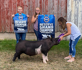 RESERVE BARROW – 2020 Lenawee County Fair, MI