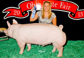 CLASS WINNING BARROW – 2013 Ohio State Fair Jr. Barrow Show