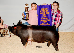 RESERVE GRAND CHAMPION BARROW & DIVISION 3 CHAMPION – 2017 Union County Fair