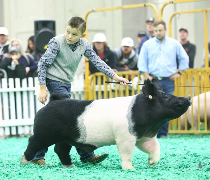 RESERVE MIDDLEWEIGHT CROSSBRED – 2021 NAILE