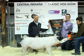 GRAND CHAMPION OVERALL & CHAMPION YORK GILT – 2017 Indiana Jackpot Circuit
