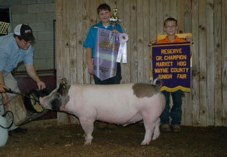 RESERVE BARROW OVERALL – 2013 Wayne County Fair, OH
