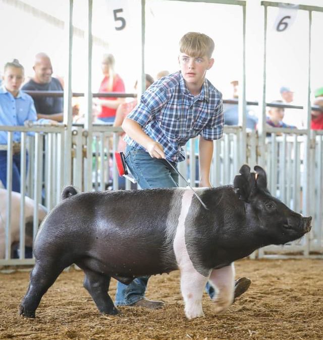 5TH OVERALL & RESERVE LIGHTWEIGHT BARROW – 2021 Gallia County Fair, OH