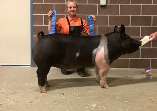 5TH OVERALL MARKET HOG & CHAMPION DIVISION 2 – 2017 Carroll County Fair