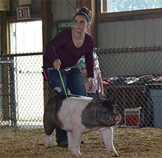 CHAMPION MIDDLEWEIGHT MARKET HOG – 2017 Lancaster County 4-H Roundup, PA