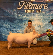 CHAMPION PUREBRED & 3RD OVERALL – 2017 Fillmore County , MN