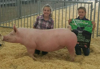 CHAMPION YORK GILT & 5TH OVERALL GILT – 2017 Kendall County Fair, Yorkville, IL