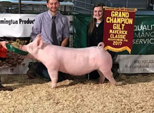 CHAMPION YORK & GRAND OVERALL GILT – 2017 Maverick Classic
