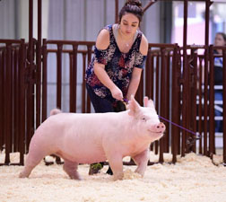 CLASS WINNER & 4TH OVERALL YORKSHIRE GILT – 2017 Arizona National
