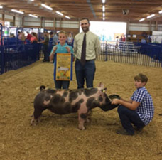 CHAMPION PUREBRED & 3RD OVERALL – 2017 Fillmore County , MN