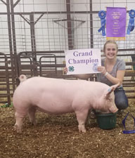 GRAND CHAMPION MARKET HOG – 2017 Perry County Fair Ohio