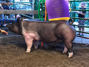 GRAND CHAMPION OVERALL – 2017 Fulton Co, PA