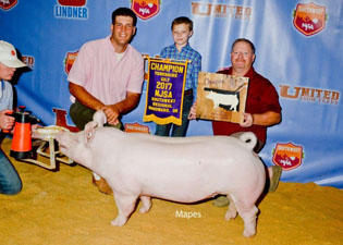 GRAND CHAMPION YORK GILT – 2017 NJSA Southwest Regional