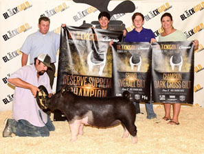 Day 1 – GRAND OVERALL GILT & 3RD OVERALL SUPREME, Day 2 -GRAND OVERALL GILT & RESERVE SUPREME CHAMPION – 2017 Black & Gold Classic