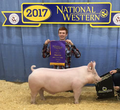 GRAND YORK BARROW – 2017 National Western- Denver