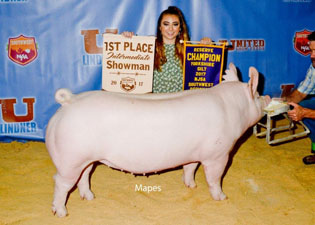 RESERVE CHAMPION YORK GILT – 2017 NJSA Southwest Regional