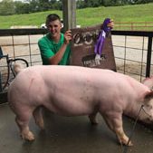 RESERVE OVERALL BREEDING GILT & CHAMPION PUREBRED – 2017 Saline County