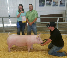 RESERVE PUREBRED – 2017 Lenawee County Fair, MI