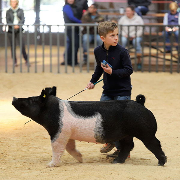 GRAND CHAMPION OVERALL – 2022 MCJLS Fall Prospect Show, TX