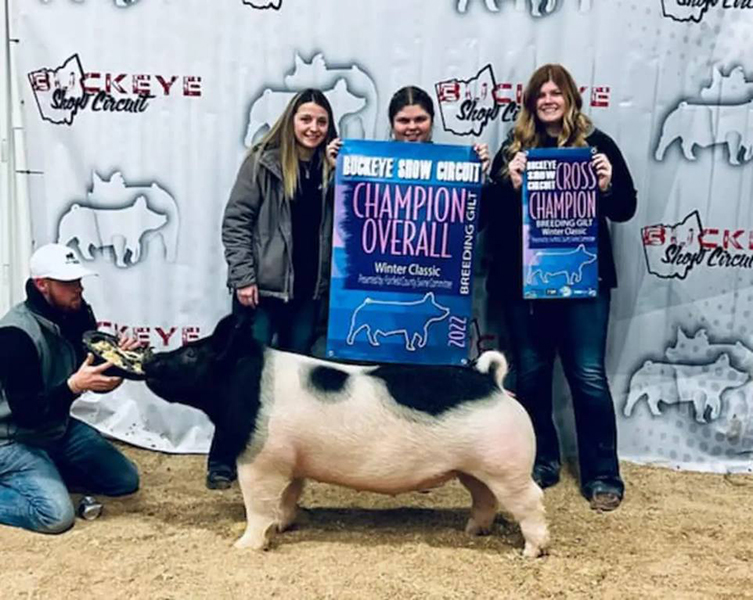 GRAND BREEDING GILT, CHAMPION CROSS GILT – 2022 Winter Classic, OH