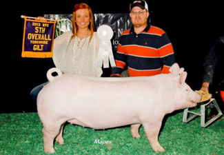 4TH OVERALL YORKSHIRE GILT – 2013 World Pork Expo Jr. Show