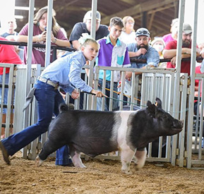 3RD MIDDLEWEIGHT BARROW – 2021 Gallia County Fair, OH