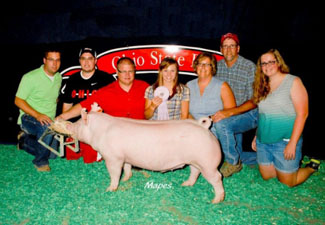 GRAND CHAMPION YORK BARROW – 2013 Ohio State Fair Open Show; RESERVE CHAMPION YORK BARROW – 2013 Ohio State Fair Jr. Show
