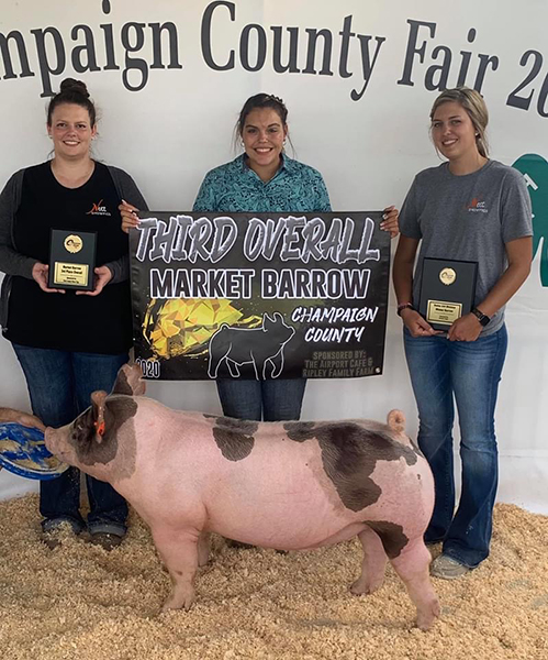 3RD OVERALL MARKET BARROW, CHAMPION DIVISION VI -2020 Champaign County Fair, OH