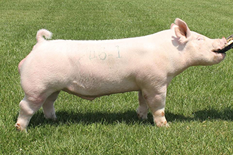 $44,000 HIGH SELLING YORKSHIRE BOAR   -2018 NSR STC