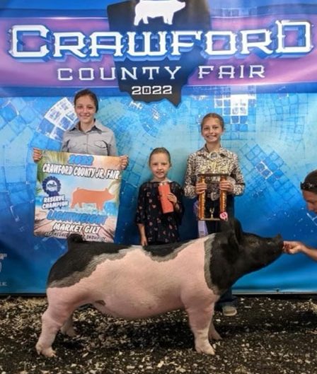 RESERVE LIGHTWEIGHT GILT – 2022 Crawford County Fair, OH