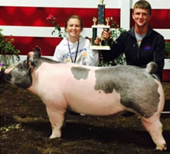 CHAMPION BARROW – 2015 Allen County, OH (Open Show)