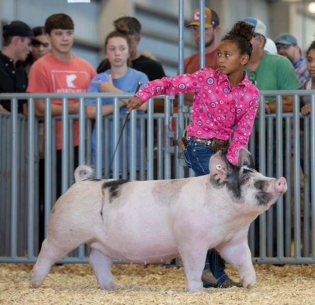 RESERVE MIDDLEWEIGHT BREEDING GILT – 2021 Kansas State Fair