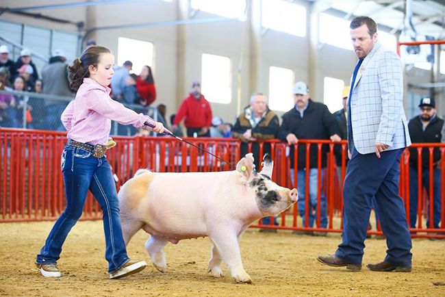 HIGH PLACING HEAVYWEIGHT CROSS – 2020 Fort Worth Stock Show