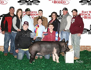 CHAMPION HAMPSHIRE – 2018 Fort Worth Stock Show