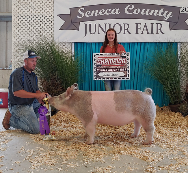 CHAMPION MIDDLEWEIGHT MARKET GILT – 2020 Seneca County, OH