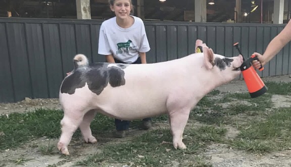 RESERVE CHAMPION GILT & 4TH OVERALL – 2019 Wood County Fair, OH