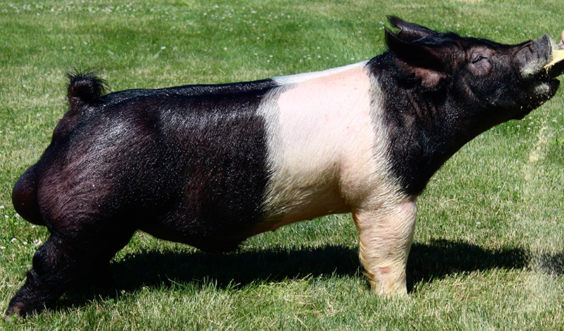 mpblures wild boar SR③ CWB06L Wild Boar – Open Mouth – Joe Coombs Classics