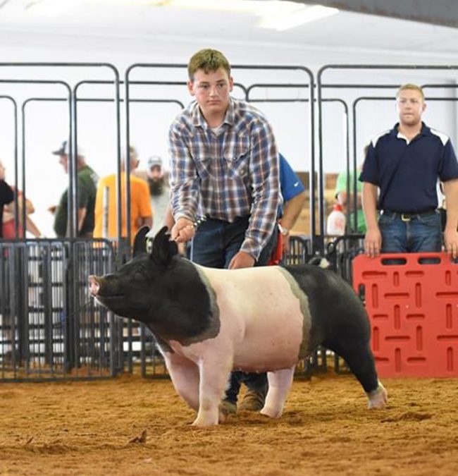 CHAMPION HEAVYWEIGHT GILT – 2020 Marion County, OH