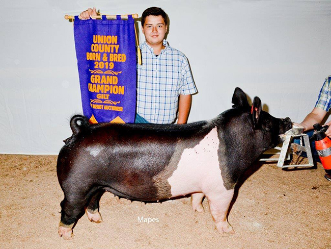 GRAND CHAMPION BORN & BRED – 2019 Union Co, OH