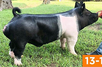 RESERVE GRAND CHAMPION BOAR – 2018 Indiana Crossbred Classic