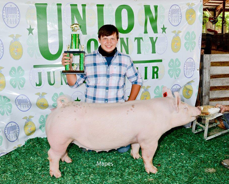 RESERVE DIVISION II MARKET GILT – 2020 Union County Fair, OH