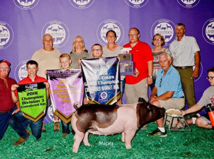 RESERVE OVERALL, GRAND GILT – 2018 Michigan Livestock Expo