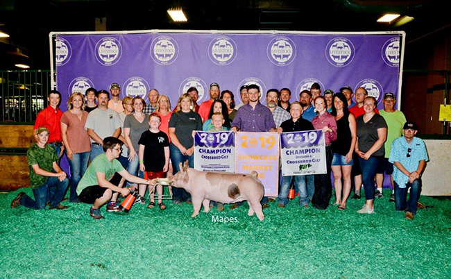 CHAMPION CROSSBRED GILT, 5TH OVERALL SHOWCASE – 2019 Michigan Livestock Expo