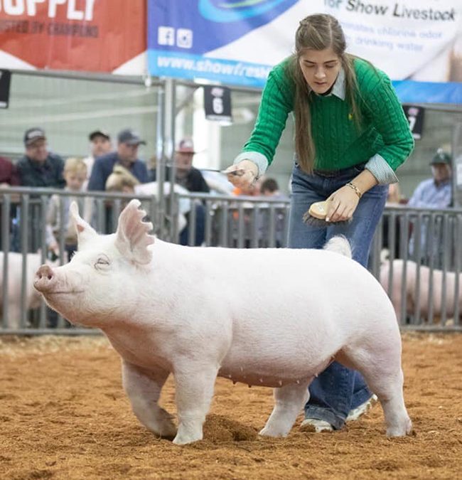 CHAMPION YORKSHIRE GILT – 2019 American Royal