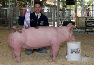 RESERVE SUPREME MARKET HOG – 2013 Yolo County Fair