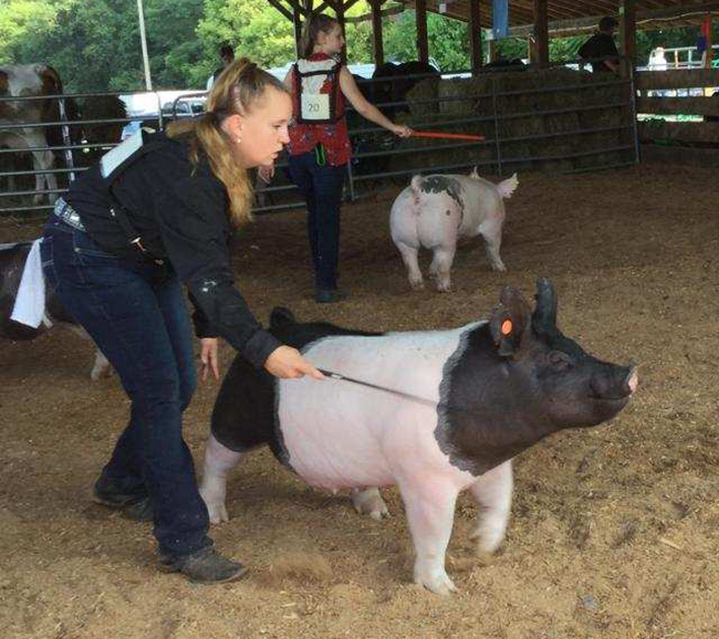 RESERVE CHAMPION – 2019 Williamsburg Farm Show, PA
